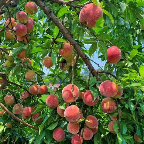 桃子樹種植